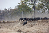 African buffalo or Cape buffalo (Syncerus caffer), Big group, a lot of females and youngs, going to drink in the Luangwa river, South Luangwa natioinal Park, Zambia, Africa