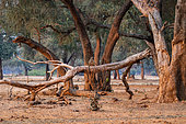 Chacma or chacma baboon (Papio ursinus), Lower Zambezi national Park, Zambia, Africa