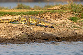Nile Crocodile (Crocodylus niloticus), resting by the Kafue River, Kafue river, Kafue national Park, Zambia, Africa
