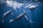 Humpback whale (Megaptera novaeangliae), group below the surface, Reunion Island