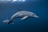 Indian Ocean bottlenose dolphin (Tursiops aduncus) pair swimming in the blue waters of the Mayotte lagoon.