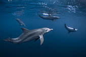 Indian Ocean bottlenose dolphin (Tursiops aduncus) group swimming in the blue waters of the Mayotte lagoon.