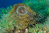 Wreathy-tuft tube worm (Spirographis spallanzanii), Lion de mer diving site, Saint-Raphaël, Var, France