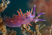 Purple nudibranch (Flabellina affinis), Lion de mer diving site, Saint-Raphaël, Var, France