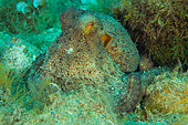 Common octopus (Octopus vulgaris), Lion de mer diving site, Saint-Raphaël, Var, France