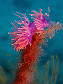 Purple nudibranch (Flabellina affinis), Lion de mer diving site, Saint-Raphaël, Var, France