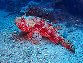 Bigscale Scorpionfish (Scorpaena scrofa), Lion de mer Nord diving site, Saint-Raphaël, Var, France