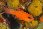 Cardinal Fish (Apogon imberbis), Lion de mer diving site, Saint-Raphaël, Var, France