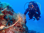 Diver and Spirograph, Lion de mer diving site, Saint-Raphaël, Var, France