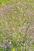 Florist's Sea-lavender, Limonium latifolium, flowers