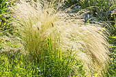 Mexican Feather Grass, Stipa tenuissima 'Pony Tails'