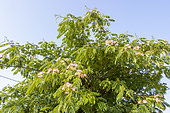 Persian silk tree, Albizia julibrissin 'Rosea'