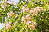Persian silk tree, Albizia julibrissin 'Rosea', flowers