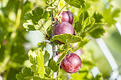 Gooseberry, Ribes uva-crispa, fruits