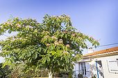 Persian silk tree, Albizia julibrissin 'Rosea' in bloom