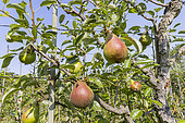 Pear 'Marie Louise Delcourt', Pyrus communis 'Marie Louise Delcourt', fruits