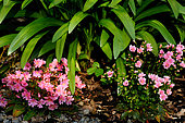 Siskiyou Lewisia (Lewisia cotyledon) flowers