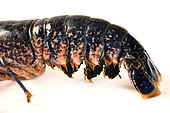 European lobster (Homarus gammarus) eggs on female on white background