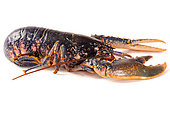 European lobster (Homarus gammarus) on white background