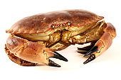 Edible Crab (Cancer pagurus) on white background