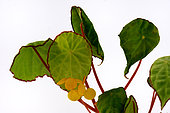 Begonia (Begonia scapigera) discovered around 1860 in West Africa (Cameroon, Gabon, Congo, Nigeria).