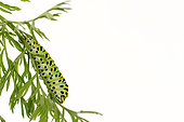 Old World Swallowtail (Papilio machaon) caterpillar on carrot leaves