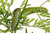 Old World Swallowtail (Papilio machaon) caterpillars on carrot leaves