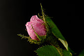 Mossy rose (Rosa centifolia "muscova"). mutation recorded towards the end of the 17th century in France