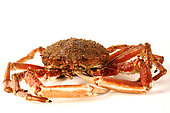 Spider crab (Maja brachydactyla) on white background
