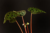 Begonia (Begonia austrovietnamica) native from southern Vietnam described in 2018.