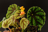 Begonia (Begonia quadrialata ssp.nimbaensis) spotted in 1979 and discovered in 2012 in Guinea near the Nimba Mountains.