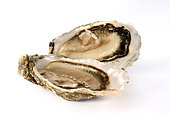 Open oyster (Ostrea sp) on white background
