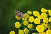 Berry bug (Dolycoris baccarum) on common tansy (Tanacetum vulgare), flowers, garden, Belfort, Territoire de Belfort (90), France
