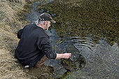 At a frog rancher in March, pond, trap for catching Common Frogs (Rana temporaria), near Pontarlier, Doubs (25), France