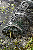 At a frog rancher in April, pond, trap for catching Common Frogs (Rana temporaria), near Pontarlier, Doubs (25), France