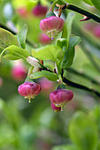 Bilberry (Vaccinium myrtillus), flowers, forest, Ballon d'Alsace, Territoire de Belfort (90), France