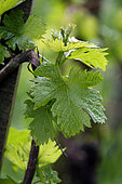 Cépage Ploussard, feuille, vigne pédagogique présentant les 5 cépages jurassiens, Pupillin, Jura (39), France