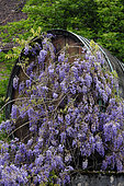 Barrel and wisteria, in front of a winegrower's farm, Pupillin, Jura (39), France