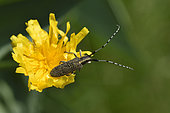 Golden-bloomed Grey Longhorn (Agapanthia villosoviridescens), adult, stubble, summit, Ballon d'Alsace, Lepuix, Territoire de Belfort (90), France