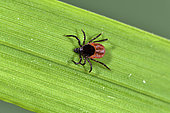 Tick (Ixodes ricinus), female, grass, garden, Belfort, Territoire de Belfort (90), France