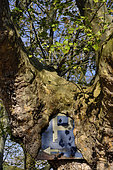 Plane tree, trunk, road sign P swallowed by the tree, car park, Turckheim, Haut-Rhin (68), France