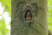 Tengmalm's Owl (Aegolius funereus) young at the entrance to the lodge, Ardennes, Belgium