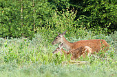 Red deer (Cervus elpahus) hind and fawn, Ardennes, Belgium
