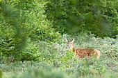 Red deer (Cervus elpahus) fawn, Ardennes, Belgium