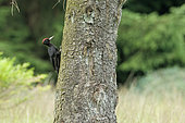 Black woodpecker (Dryocopus martius) on a tree trunk, Ardennes, Belgium