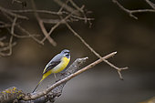 Grey Wagtail (Motacilla cinerea) singing, on a branch above a river, Vaucluse, France