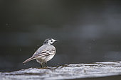 Pied Wagtail (Motacilla alba), hunting insects on a river in Vaucluse, France