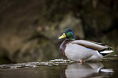 Mallard duck (Anas platyrhynchos) on a river in Vaucluse, France