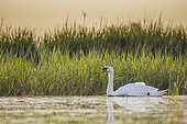 Mute swan (Cygnus olor) in a Camargue marsh, Bouches-du-Rhône, France
