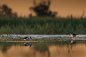 Black-winged Stilt (Himantopus himantopus) at sunrise in a Camargue marsh, Bouches-du-Rhône, France